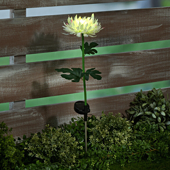 Magnet 3Pagen Solární chryzantéma bílá